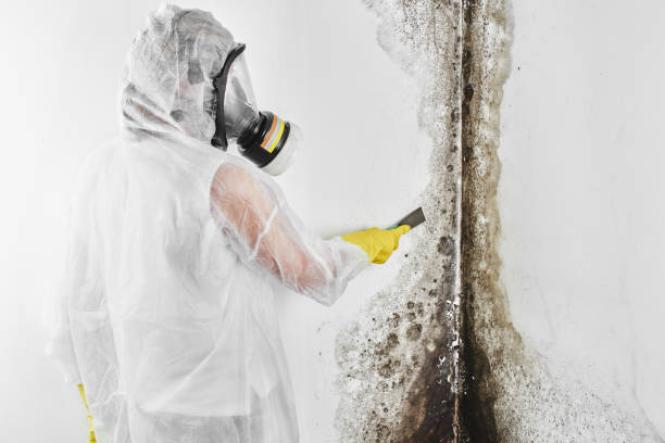 Best Same-Day Mold Removal  in Chauvin, LA
