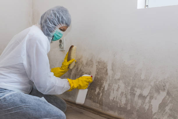 Best Mold Cleaning Services  in Chauvin, LA