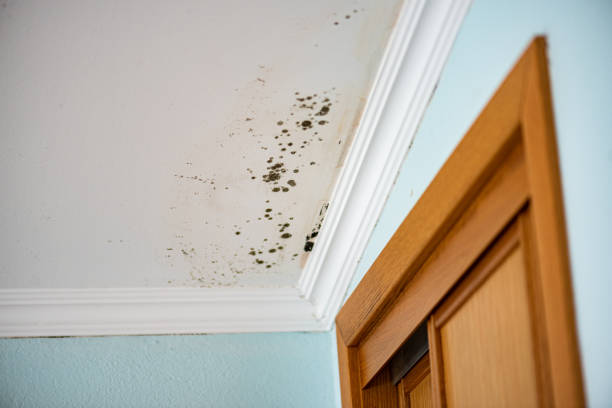 Attic Mold Removal in Chauvin, LA