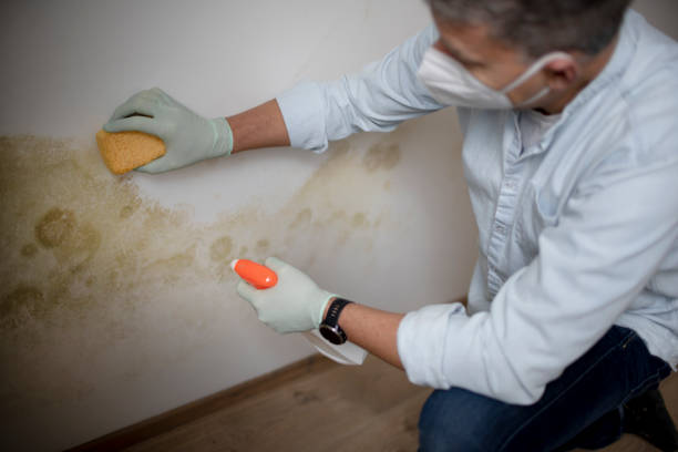 Best Attic Mold Removal  in Chauvin, LA