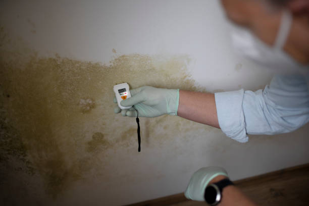 Best Mold Testing  in Chauvin, LA
