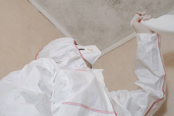 Best Mold Damage Repair  in Chauvin, LA
