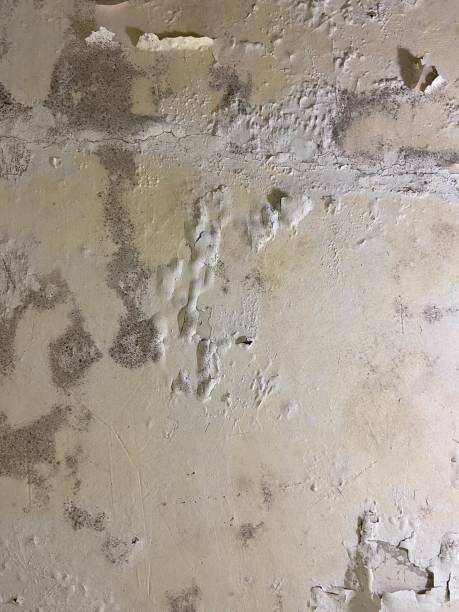 Best Mold Inspection  in Chauvin, LA