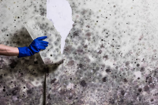 Best Fast Mold Removal  in Chauvin, LA