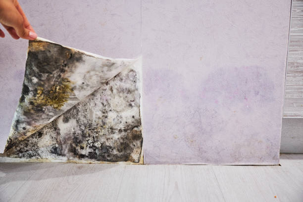 Best Mold Removal Specialists  in Chauvin, LA